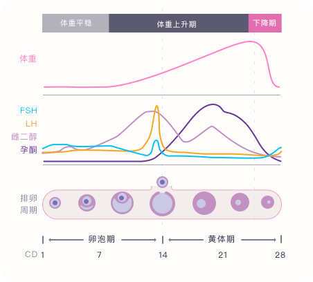 体脂秤 量化管理每个人的健康数据